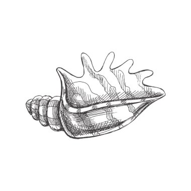 Hand drawn sketch of seashell, clam, conch. Scallop sea shell, sketch style vector illustration isolated on white background.	