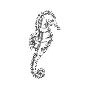 Hand drawn sketch of seahorse. Vector aquatic monochrome  illustration isolated on white background.	