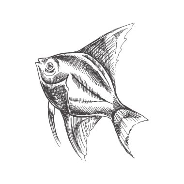 Tropical fish illustration, drawing, engraving, ink, line art, vector. Fish sketch hand drawing.  Vector aquatic monochrome  illustration isolated on white background.	