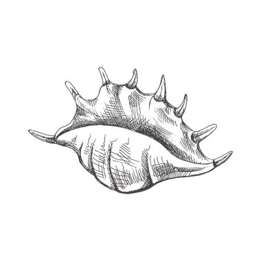 Hand drawn sketch of seashell, clam, conch. Scallop sea shell, sketch style vector illustration isolated on white background.	