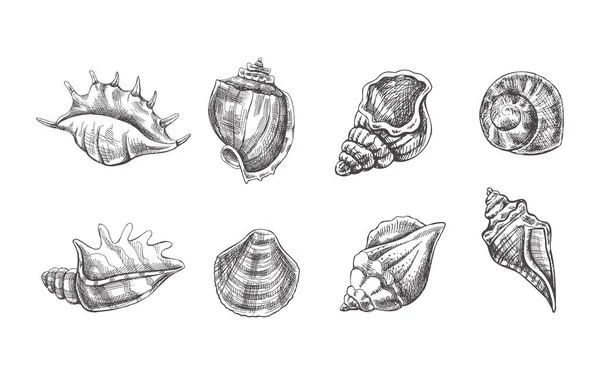 Muscheln Ammoniten Vektorset Handgezeichnete Skizzenillustration Sammlung Realistischer Skizzen Verschiedener Muscheln — Stockvektor