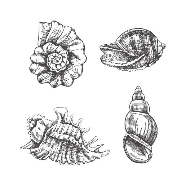 Seashells Wektor Amonitowy Ustawiony Ręcznie Rysowany Szkic Ilustracji Kolekcja Realistycznych — Wektor stockowy