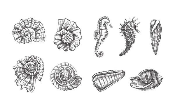 Coquillages Ammonite Hippocampes Jeu Vecteurs Buccaux Illustration Dessinée Main Collection — Image vectorielle