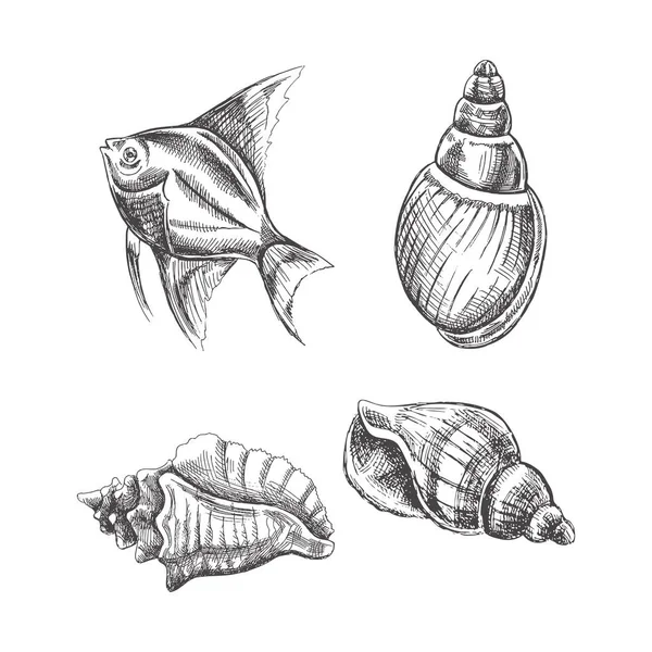 热带鱼类病媒群 手绘草图 不同形状 独立于白色背景的软体动物海壳的真实写生草图集 — 图库矢量图片