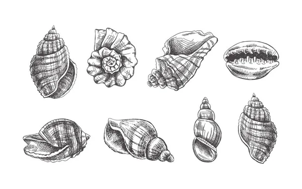 Deniz Kabukları Ammonit Vektör Seti Çizimi Çizimi Çizimi Beyaz Arka — Stok Vektör