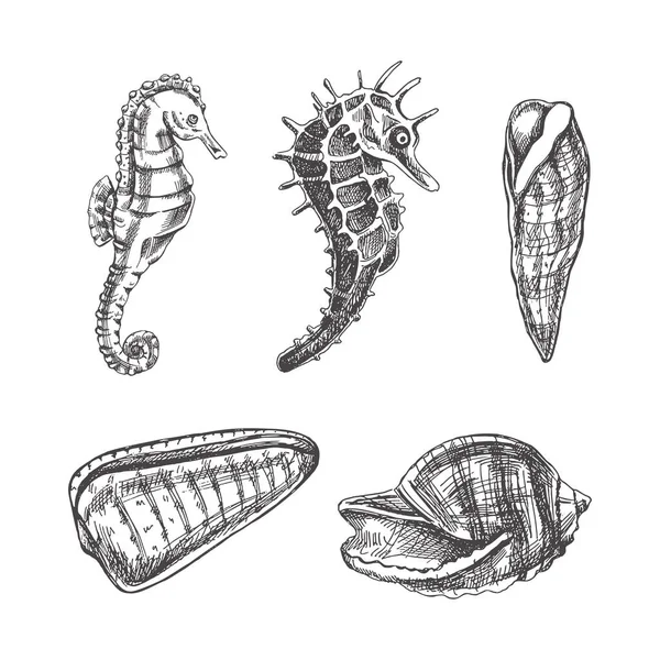 Coquillages Hippocampes Jeu Vecteurs Buccaux Illustration Dessinée Main Collection Croquis — Image vectorielle