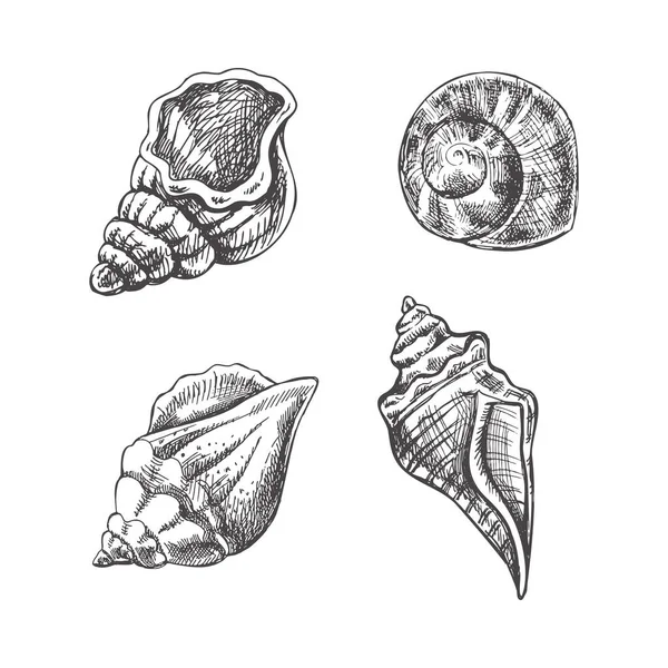 Coquillages Vecteur Ammonite Illustration Dessinée Main Collection Croquis Réalistes Divers — Image vectorielle