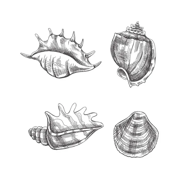 Snäckskal Ammonit Vektor Inställd Handritad Skiss Illustration Insamling Realistiska Skisser — Stock vektor