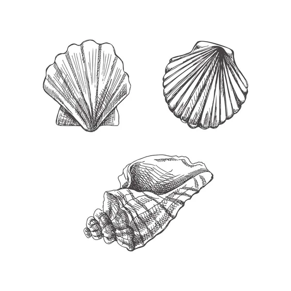 Seashells Scallop Seashell向量集手绘草图 收集在白色背景下孤立的各种海洋生物的现实草图 — 图库矢量图片
