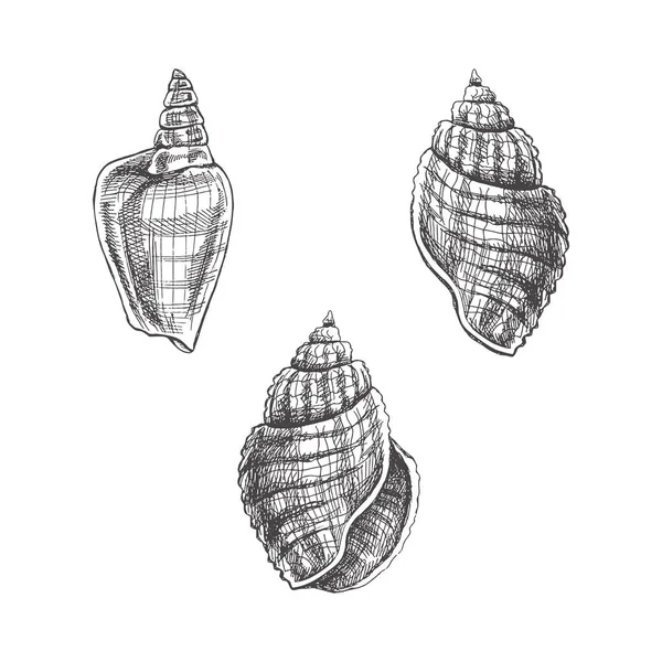 菱形矢量集合 手绘草图 不同形状 独立于白色背景的软体动物海壳的真实写生草图集 — 图库矢量图片