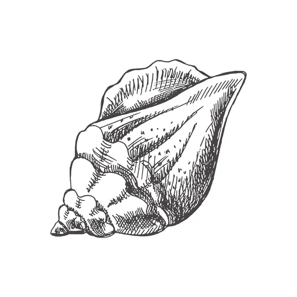 Hand Drawn Sketch Seashell Clam Conch Scallop Sea Shell Sketch — 图库矢量图片
