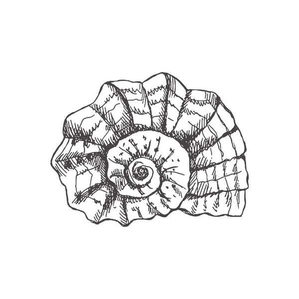 Hand Drawn Sketch Prehistoric Ammonite Seashell Sketch Style Vector Illustration — 스톡 벡터
