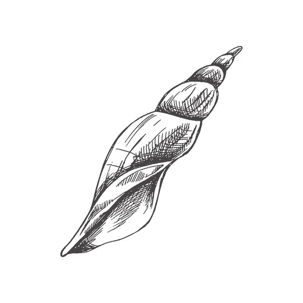 Hand Drawn Sketch Seashell Clam Conch Scallop Sea Shell Sketch — Stok Vektör