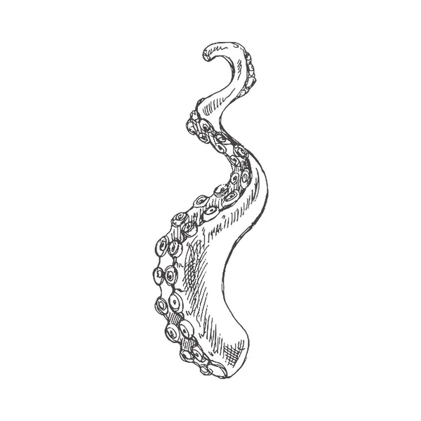 Hand Drawn Sketch Octopus Tentacle Vector Aquatic Monochrome Illustration Isolated — Stockvektor