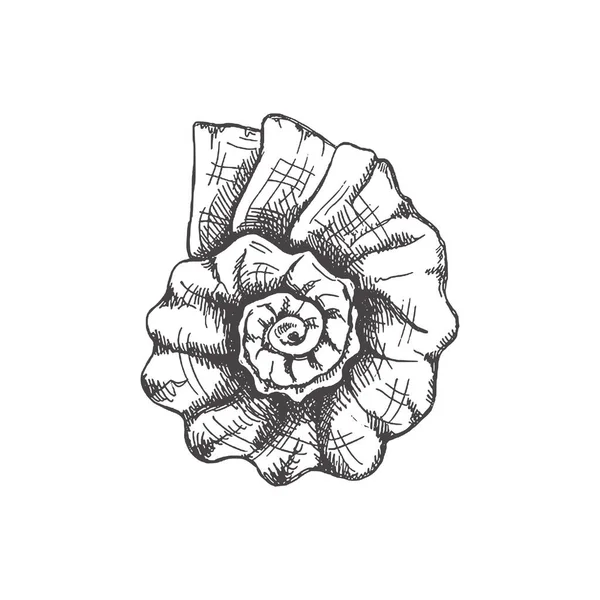 Hand Drawn Sketch Prehistoric Ammonite Seashell Sketch Style Vector Illustration — Stockový vektor