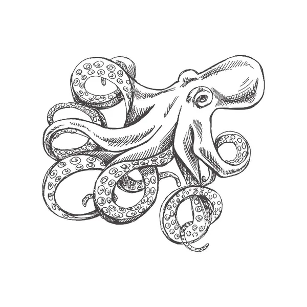 Hand Drawn Sketch Octopus Vector Aquatic Monochrome Illustration Isolated White — ストックベクタ