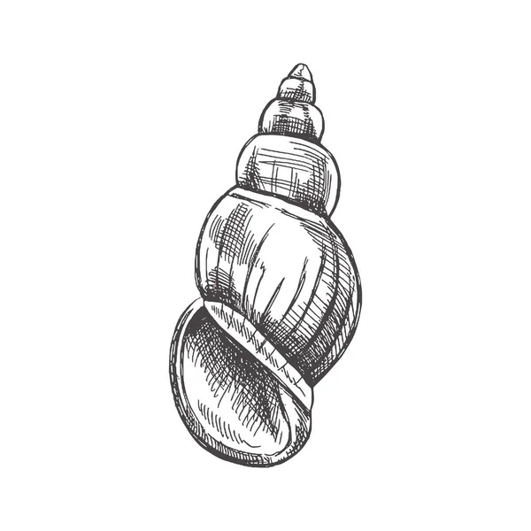 Hand Drawn Sketch Seashell Clam Conch Scallop Sea Shell Sketch — Stockvektor
