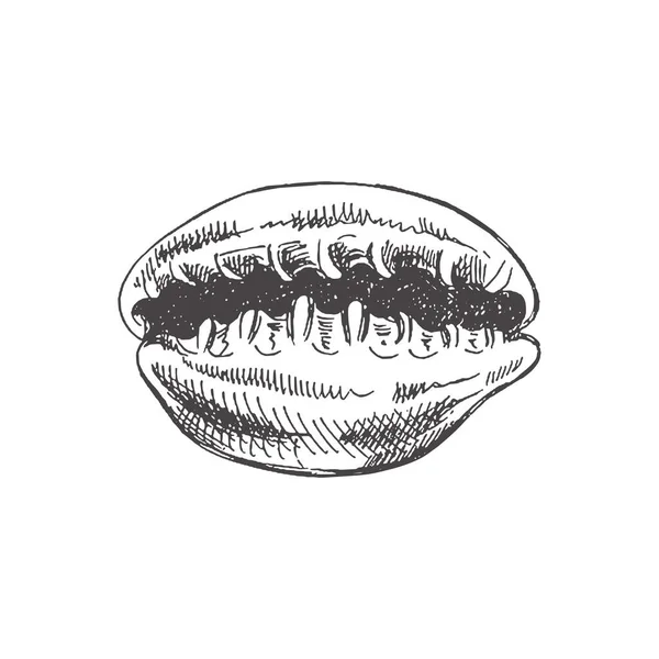 Hand Drawn Sketch Seashell Clam Conch Scallop Sea Shell Sketch — Stock vektor
