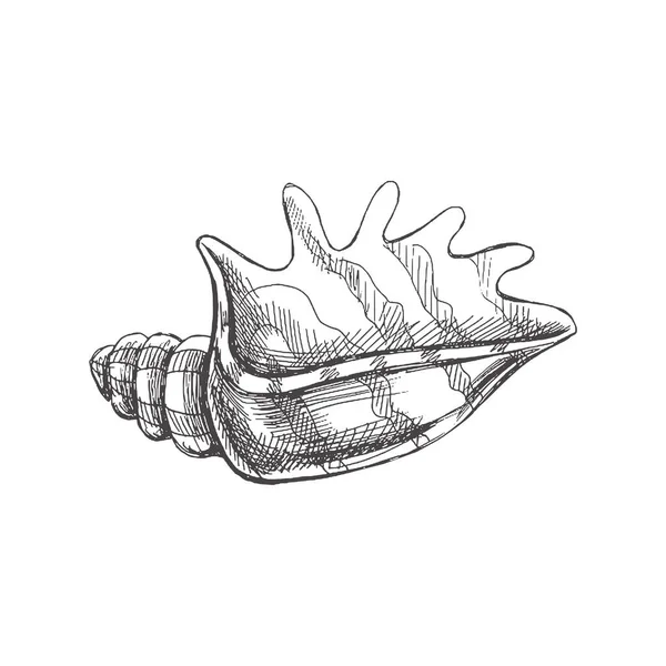 Hand Drawn Sketch Seashell Clam Conch Scallop Sea Shell Sketch – stockvektor