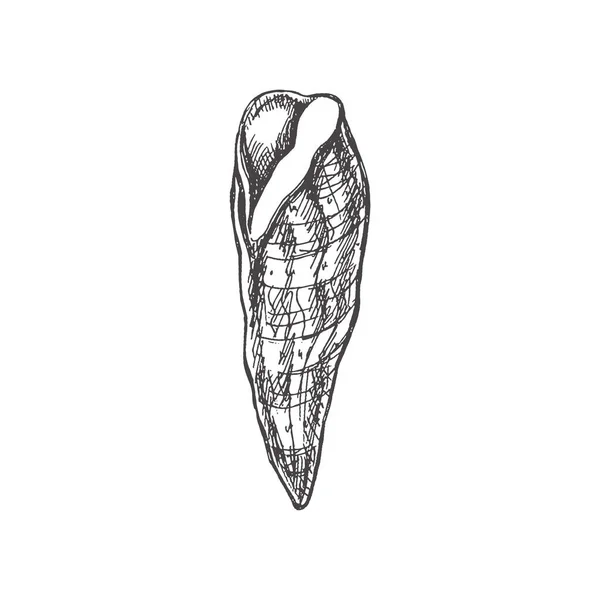 Hand Drawn Sketch Seashell Clam Conch Whelk Scallop Sea Shell —  Vetores de Stock