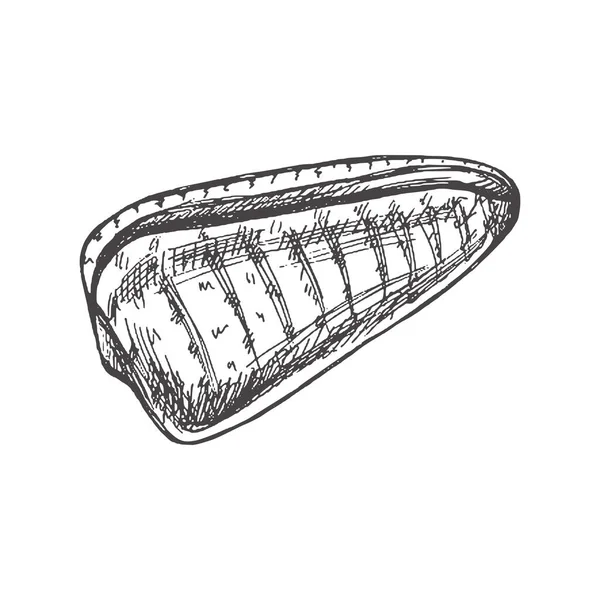 Hand Drawn Sketch Seashell Clam Conch Whelk Scallop Sea Shell — Vettoriale Stock