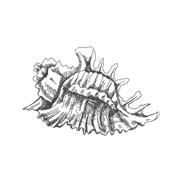 Hand Drawn Sketch Seashell Clam Conch Scallop Sea Shell Sketch —  Vetores de Stock