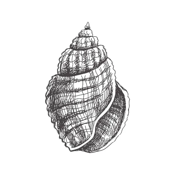 Hand Drawn Sketch Seashell Clam Conch Scallop Sea Shell Sketch — Stockvector