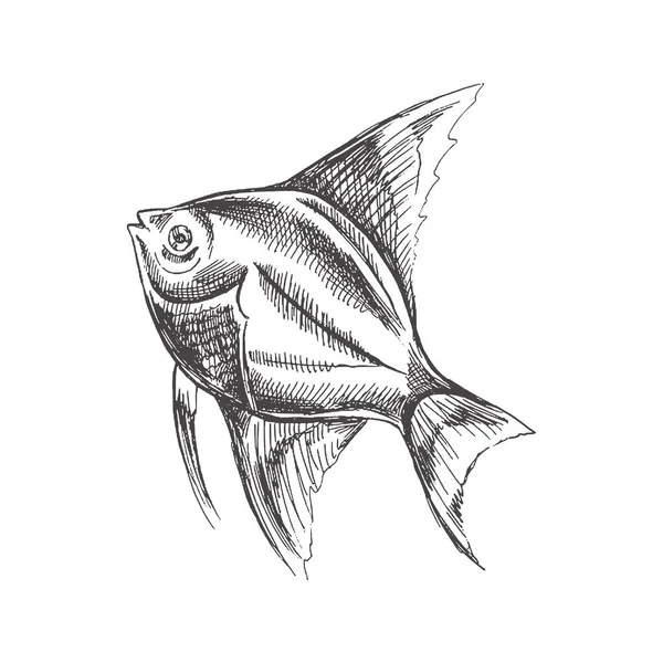 Tropical Fish Illustration Drawing Engraving Ink Line Art Vector Fish — 스톡 벡터