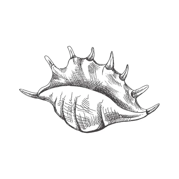 Hand Drawn Sketch Seashell Clam Conch Scallop Sea Shell Sketch — Wektor stockowy
