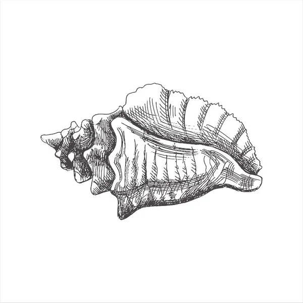 Hand Drawn Sketch Seashell Clam Conch Scallop Sea Shell Sketch — Stockvector