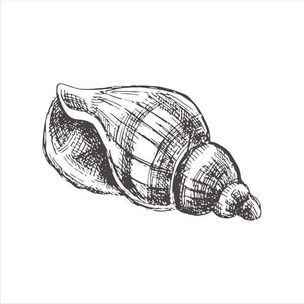 Hand Drawn Sketch Seashell Clam Conch Scallop Sea Shell Sketch — 스톡 벡터