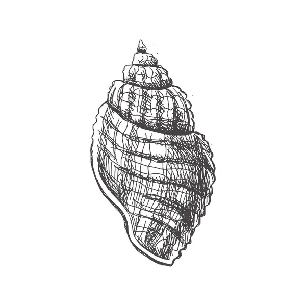 Hand Drawn Sketch Seashell Clam Conch Scallop Sea Shell Sketch — Stockvektor