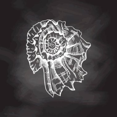 Hand drawn white sketch of  prehistoric ammonite, seashell. Sketch style vector illustration isolated on chalkboard  background.	