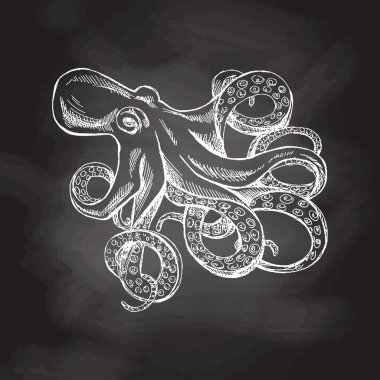 Hand drawn white sketch of octopus. Vector aquatic monochrome  illustration isolated on chalkboard  background.	
