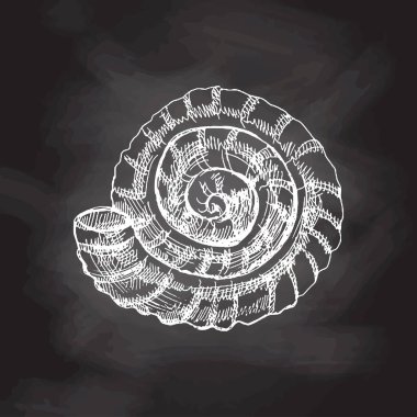 Hand drawn white sketch of  prehistoric ammonite, seashell. Sketch style vector illustration isolated on chalkboard  background.	