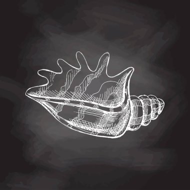 Hand drawn sketch of seashell, clam, conch. Scallop sea shell, sketch style vector illustration isolated on chalkboard background.	