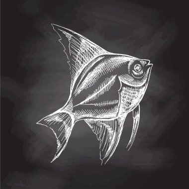 Tropical fish illustration, drawing, engraving, ink, line art, vector. Fish sketch hand drawing.  Vector aquatic monochrome  illustration isolated on chalkboard  background.	
