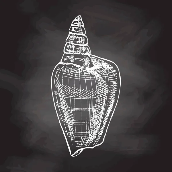 Hand Drawn Sketch Seashell Clam Conch Scallop Sea Shell Sketch — Vettoriale Stock