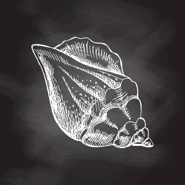 Hand Drawn Sketch Seashell Clam Conch Scallop Sea Shell Sketch — стоковый вектор
