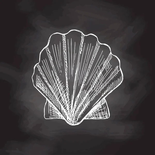 Realistic Hand Drawn White Sketch Saltwater Scallop Seashell Clam Conch —  Vetores de Stock
