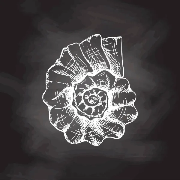 Hand Drawn White Sketch Prehistoric Ammonite Seashell Sketch Style Vector — Vetor de Stock