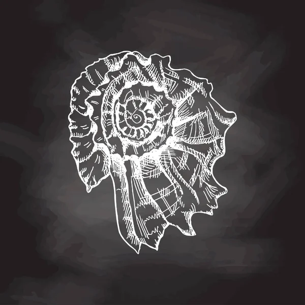 Hand Drawn White Sketch Prehistoric Ammonite Seashell Sketch Style Vector — Stok Vektör