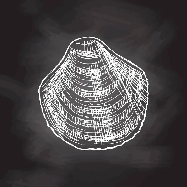 Hand Drawn White Sketch Seashell Clam Conch Scallop Sea Shell — Vector de stock