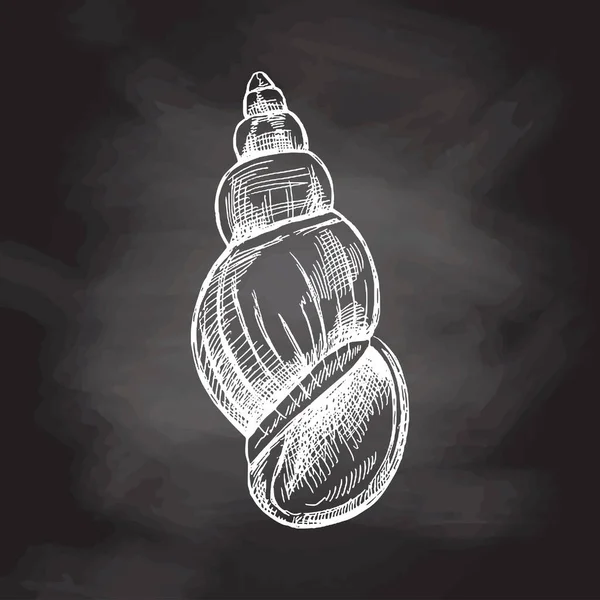 Hand Drawn Sketch Seashell Clam Conch Scallop Sea Shell Sketch — Vettoriale Stock