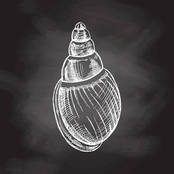Hand Drawn Sketch Seashell Clam Conch Scallop Sea Shell Sketch — Stok Vektör