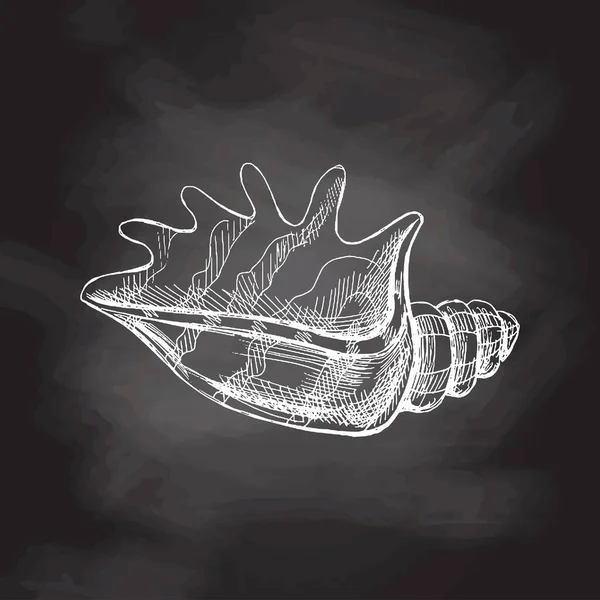 Hand Drawn Sketch Seashell Clam Conch Scallop Sea Shell Sketch — ストックベクタ