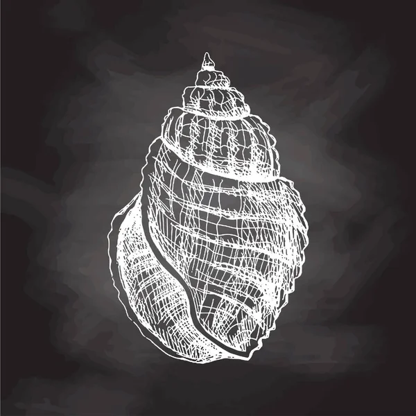 Hand Drawn Sketch Seashell Clam Conch Scallop Sea Shell Sketch — стоковый вектор