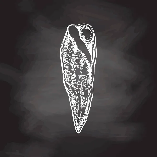 Hand Drawn White Sketch Seashell Clam Conch Whelk Scallop Sea — Vector de stock