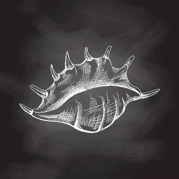 Hand Drawn Sketch Seashell Clam Conch Scallop Sea Shell Sketch — ストックベクタ
