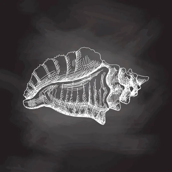 Hand Drawn Sketch Seashell Clam Conch Scallop Sea Shell Sketch - Stok Vektor